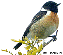 Tarier pâtre (Saxicola torquata). Photo de Christian Kerihuel.